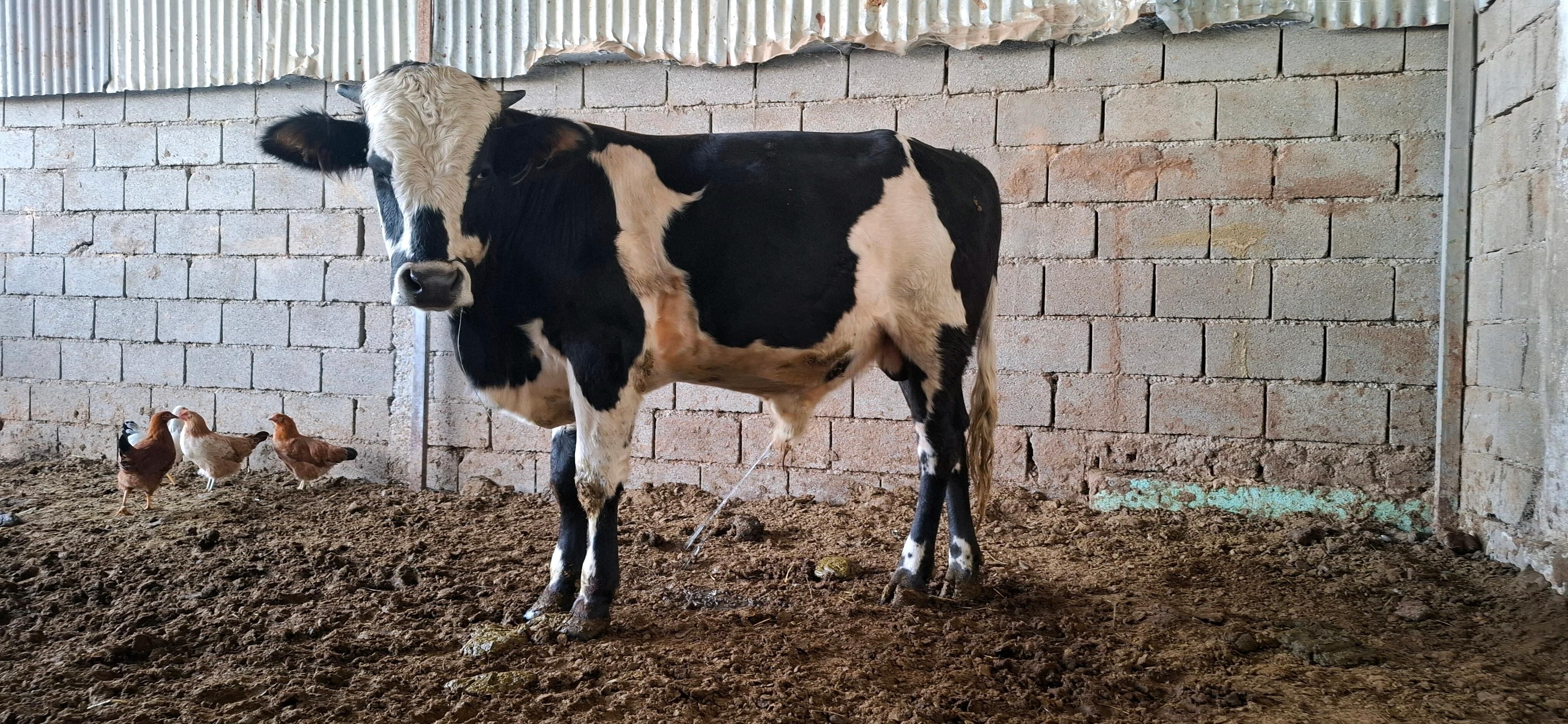 öküz - Gökdepe - img 3