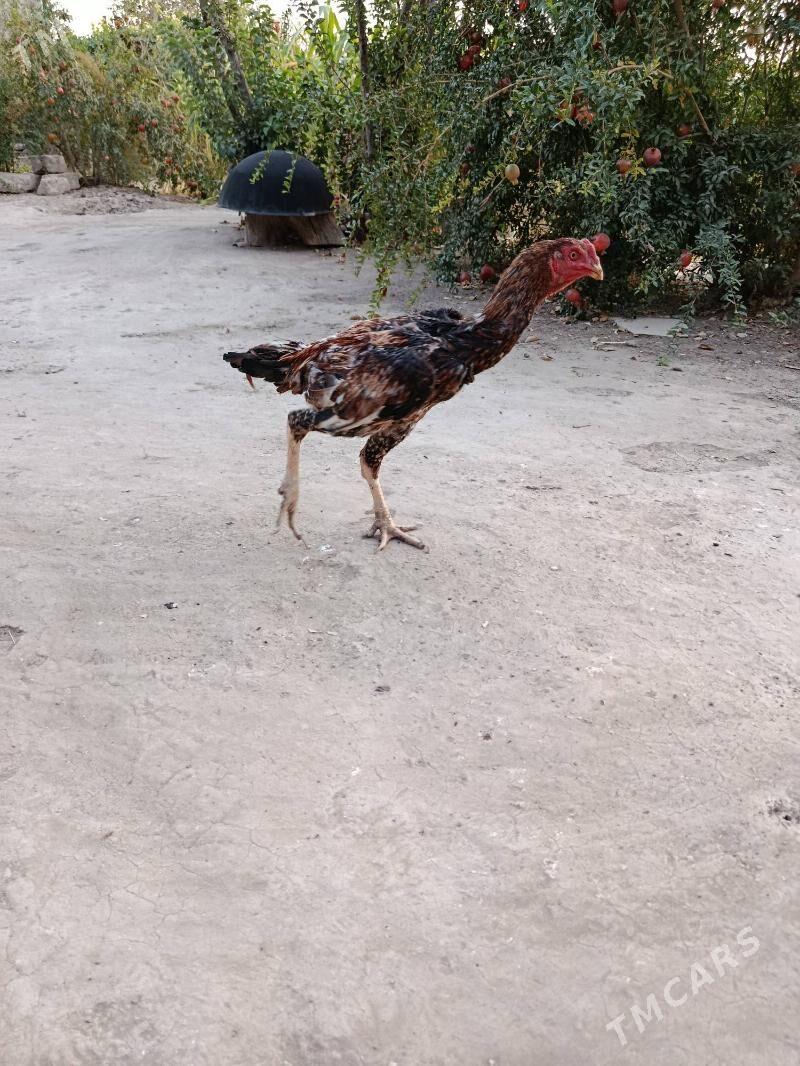 Horaz - Köýtendag - img 2