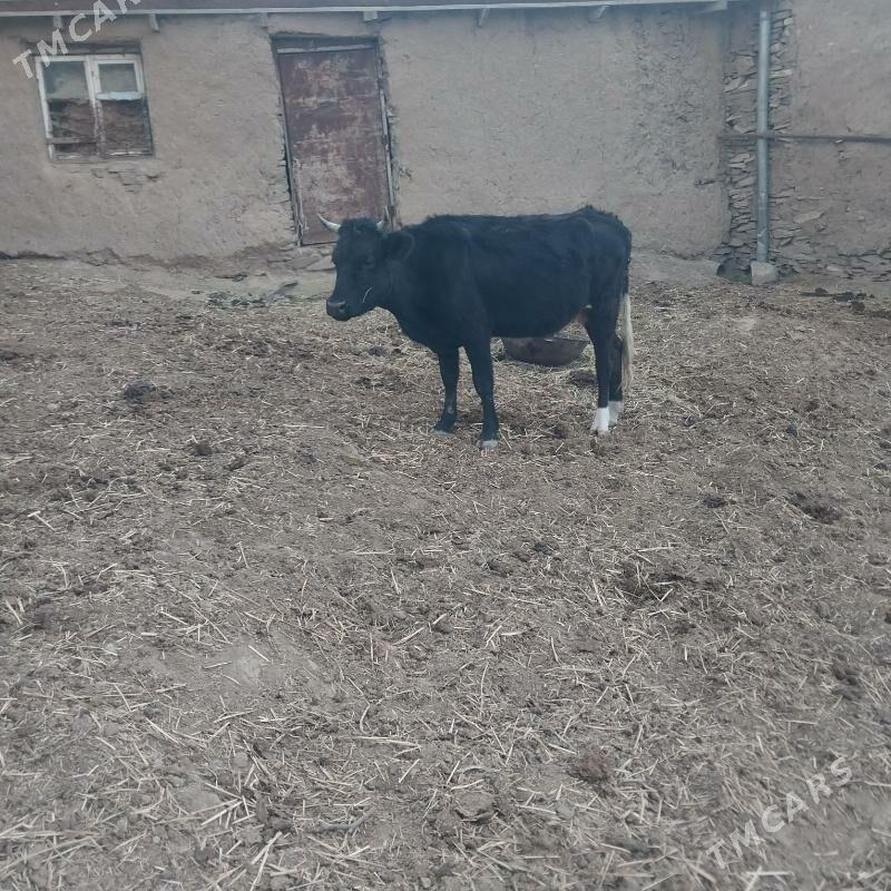 sygyr - Bäherden - img 3