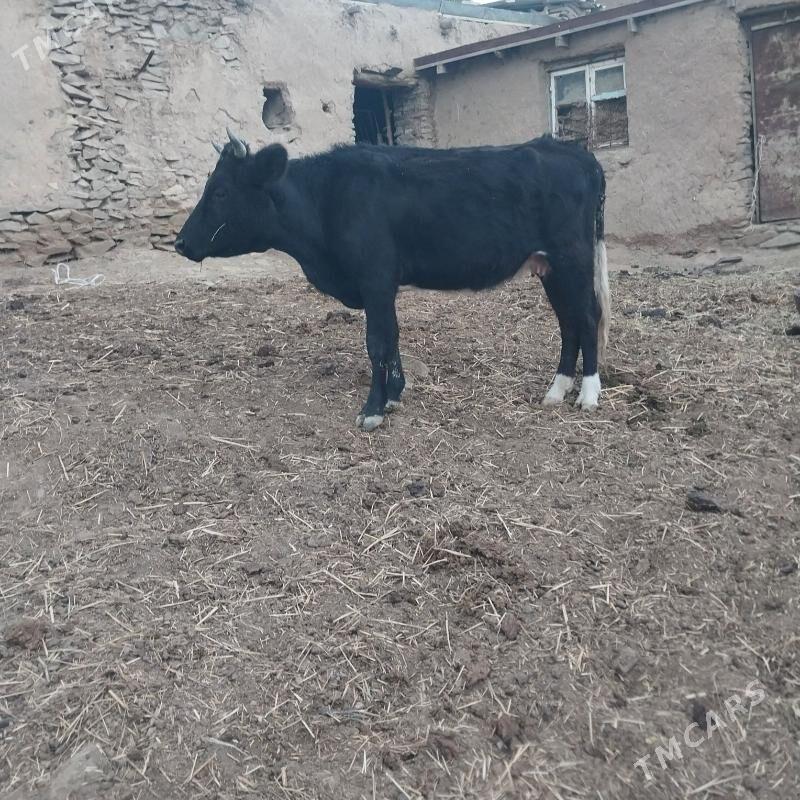 sygyr - Bäherden - img 2