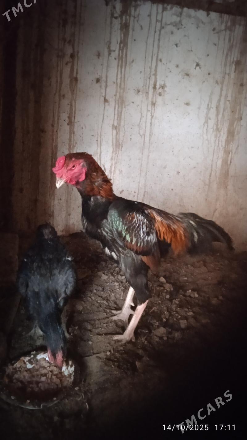 Boyesss - Türkmenabat - img 2