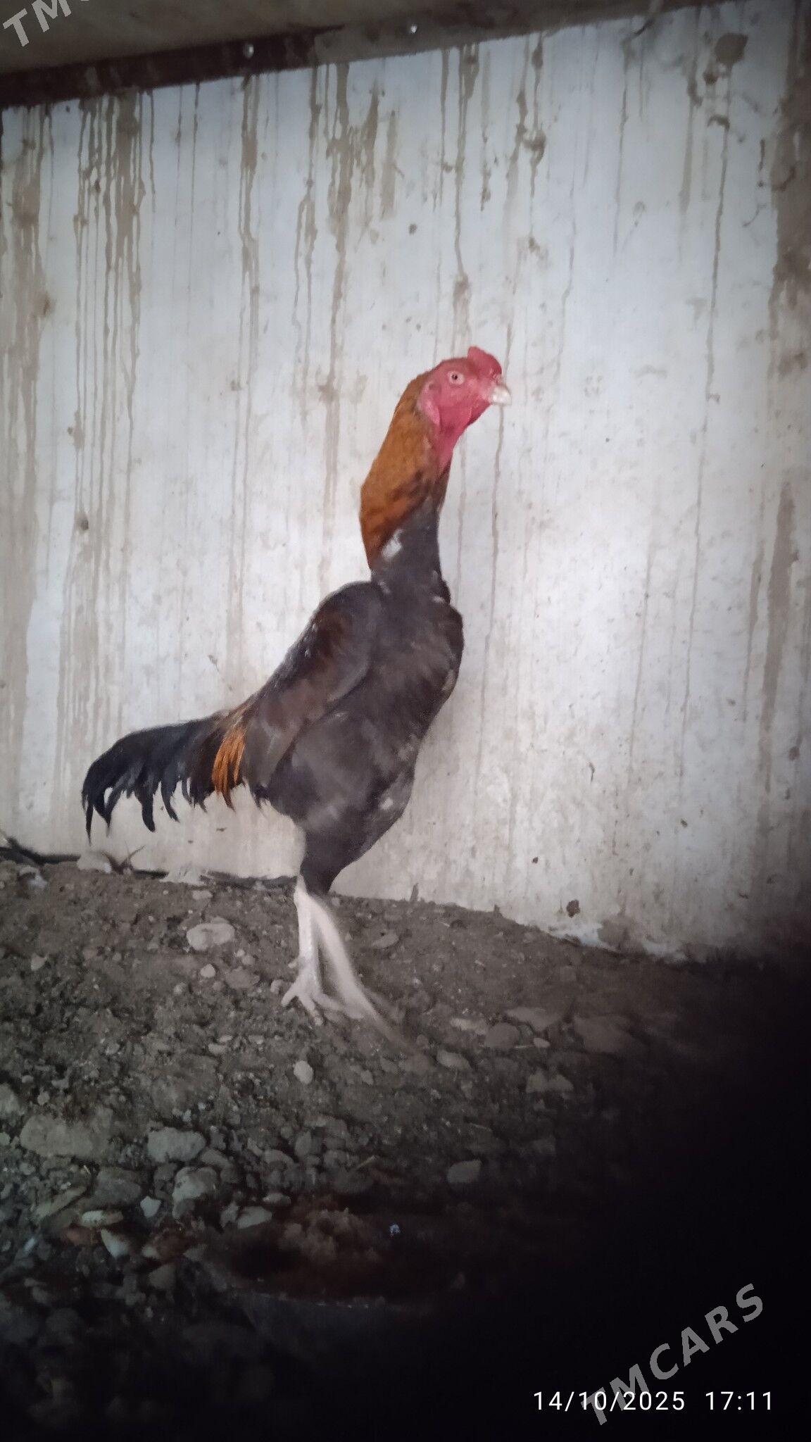 Boyesss - Türkmenabat - img 1