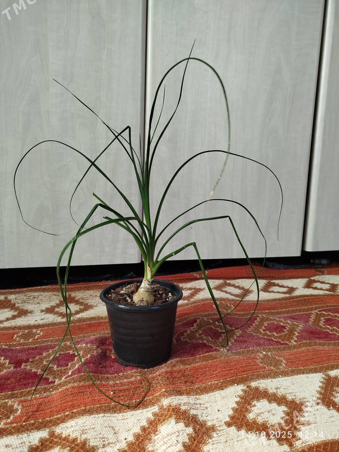 Монстера Альба - Ruhabat (90-njy razýezd) - img 2