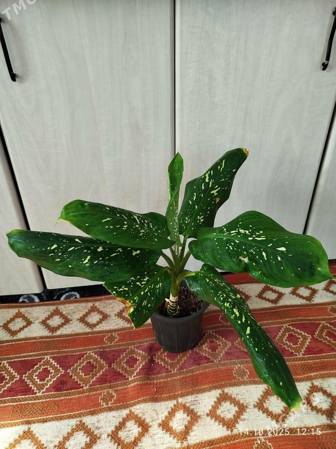 Монстера Альба - Ruhabat (90-njy razýezd) - img 9