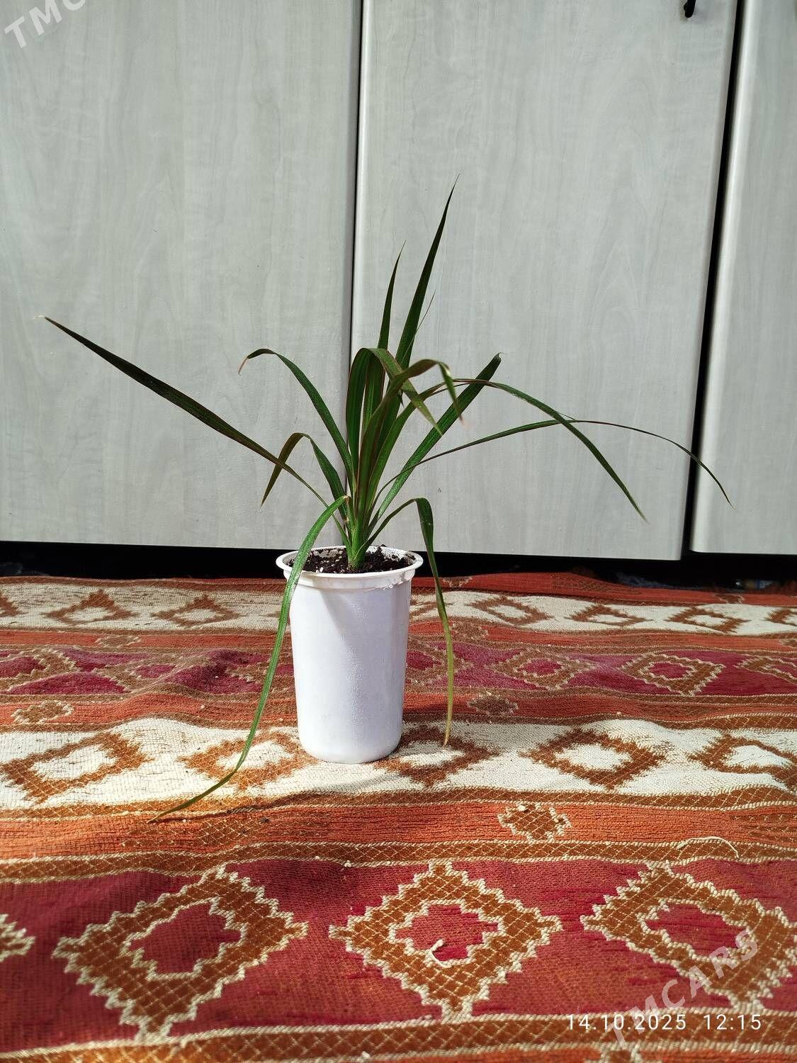 Монстера Альба - Ruhabat (90-njy razýezd) - img 4