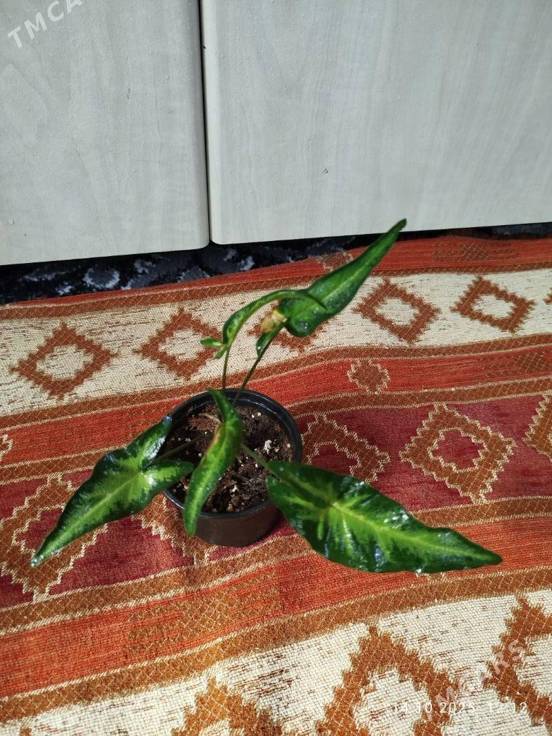 Монстера Альба - Ruhabat (90-njy razýezd) - img 8