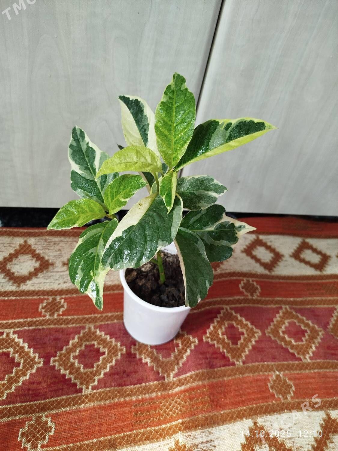 Монстера Альба - Ruhabat (90-njy razýezd) - img 1