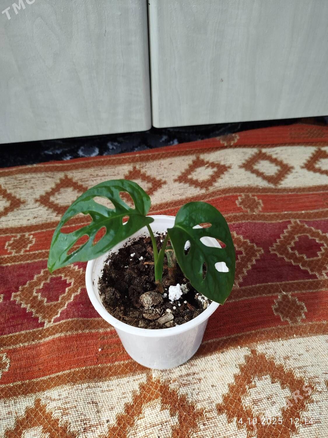 Монстера Альба - Ruhabat (90-njy razýezd) - img 7