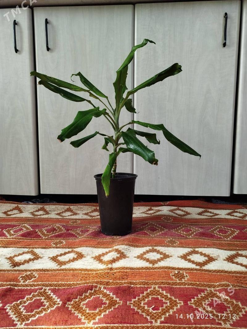 Монстера Альба - Ruhabat (90-njy razýezd) - img 6