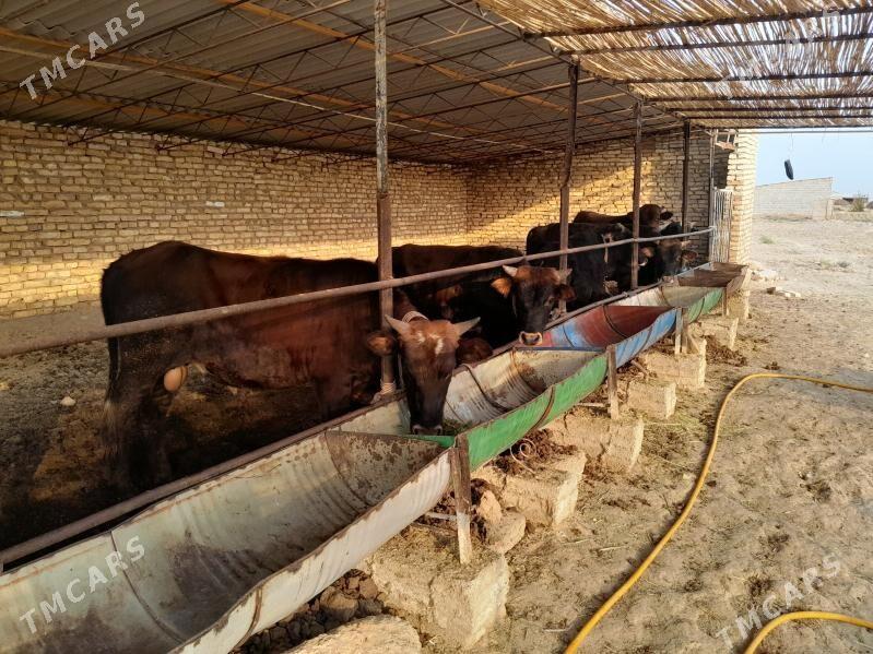 òkuz ba - Мургап - img 2