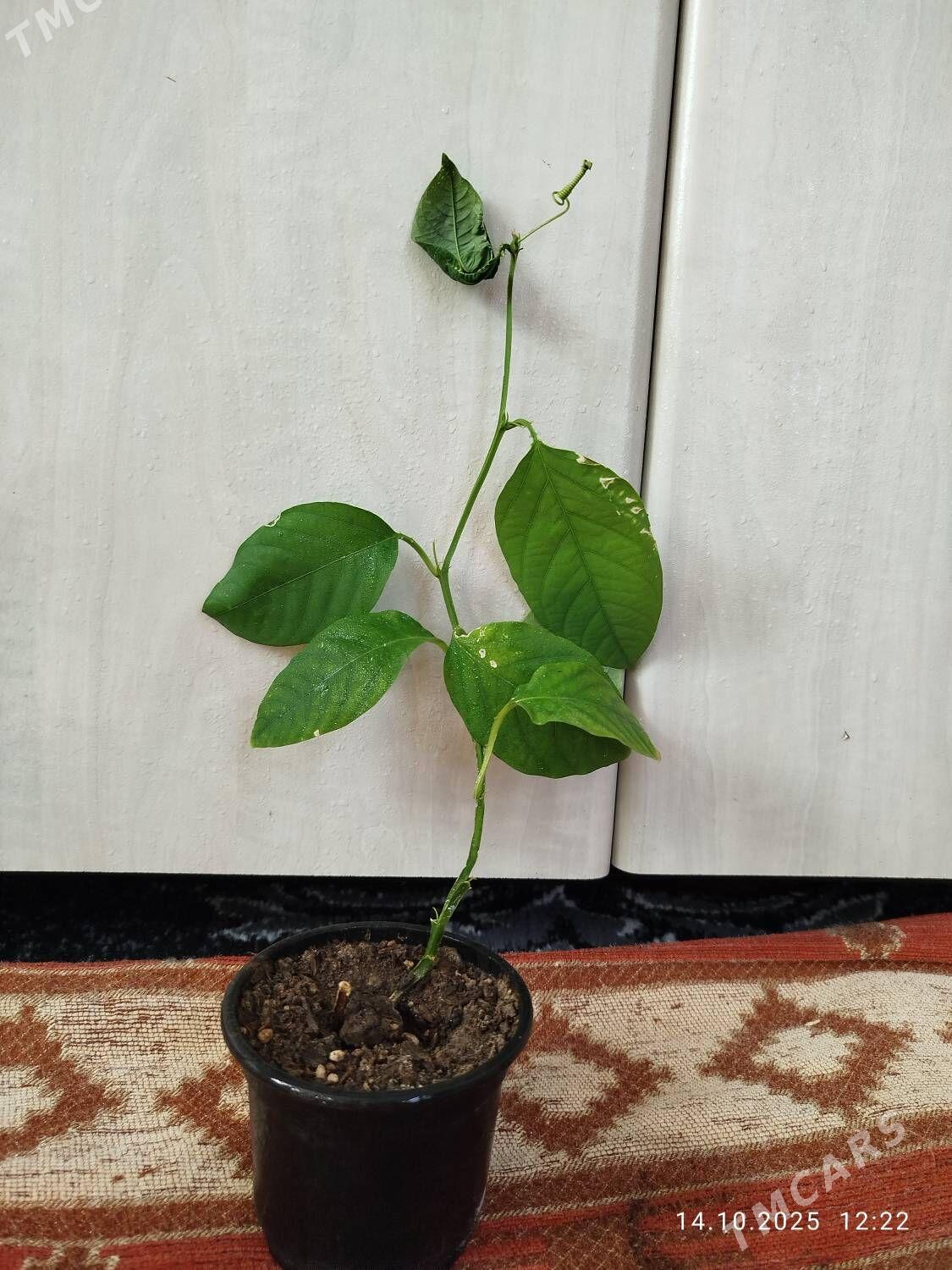 Гибискус - Ruhabat (90-njy razýezd) - img 5