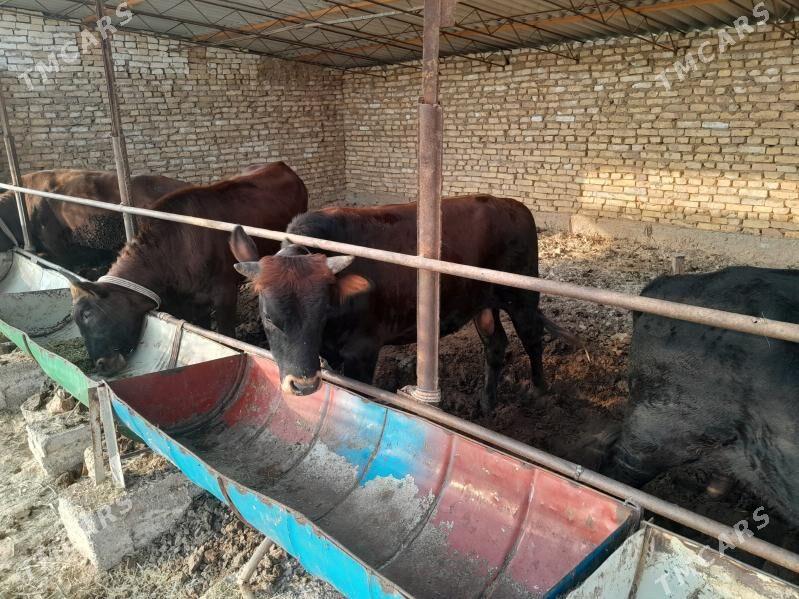 òkuz ba - Мургап - img 3