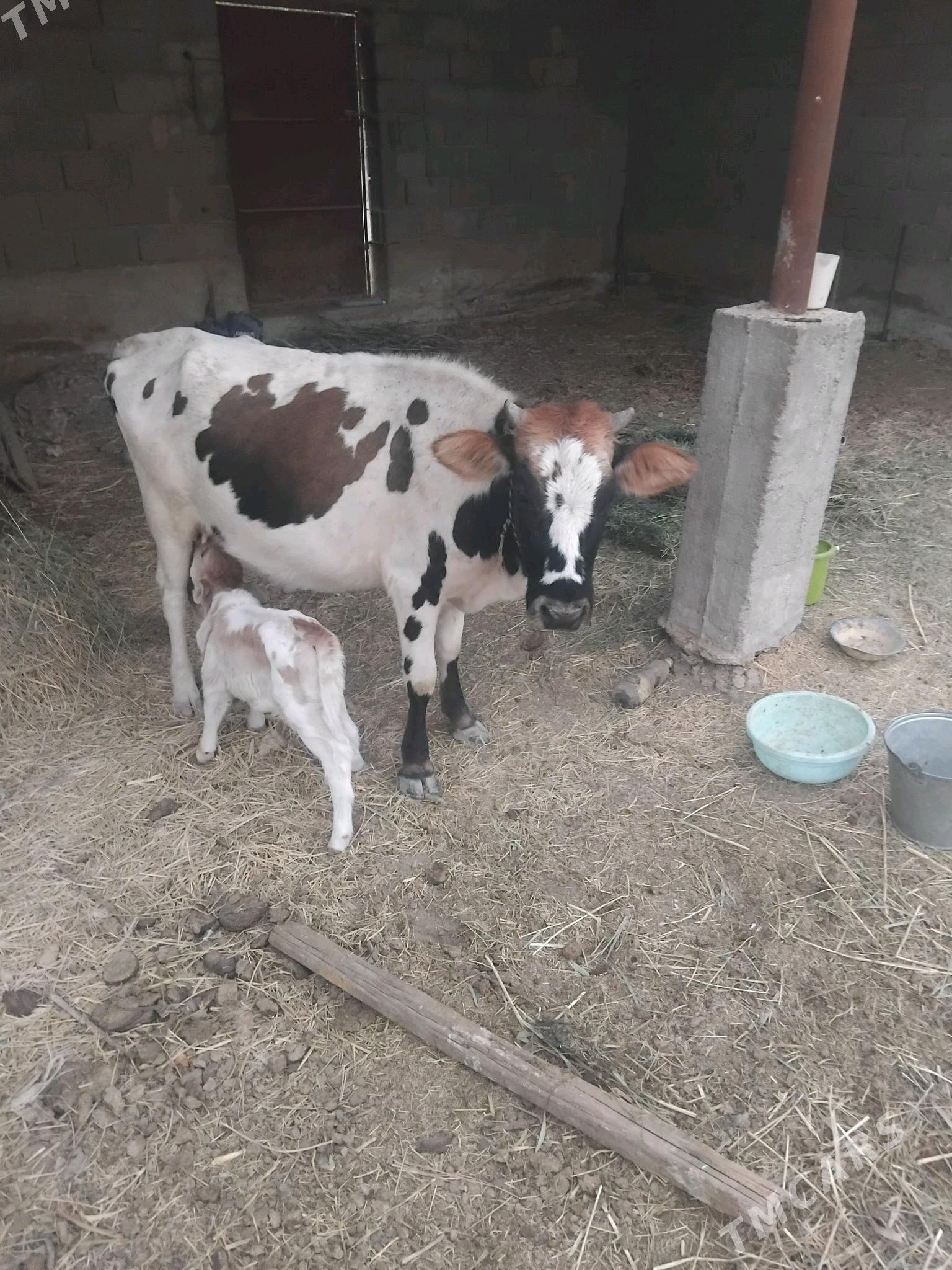 göleli sygyr - Бахарден - img 1