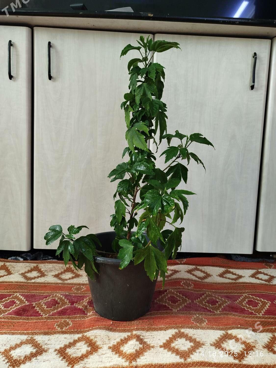 Гибискус - Ruhabat (90-njy razýezd) - img 3