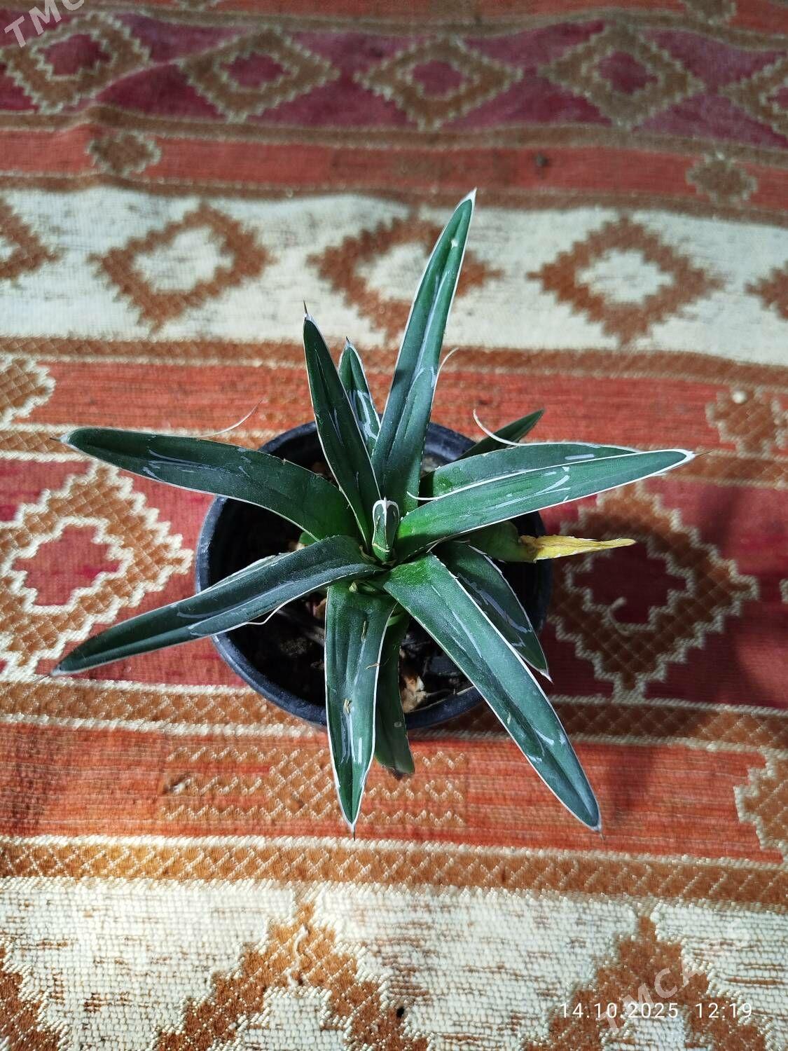 Гибискус - Ruhabat (90-njy razýezd) - img 2