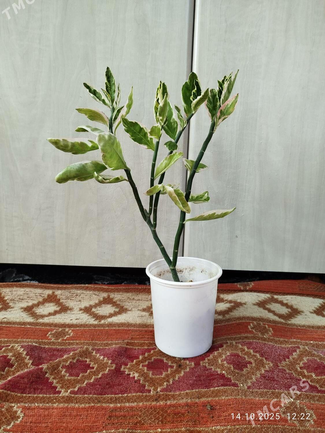 Гибискус - Ruhabat (90-njy razýezd) - img 4