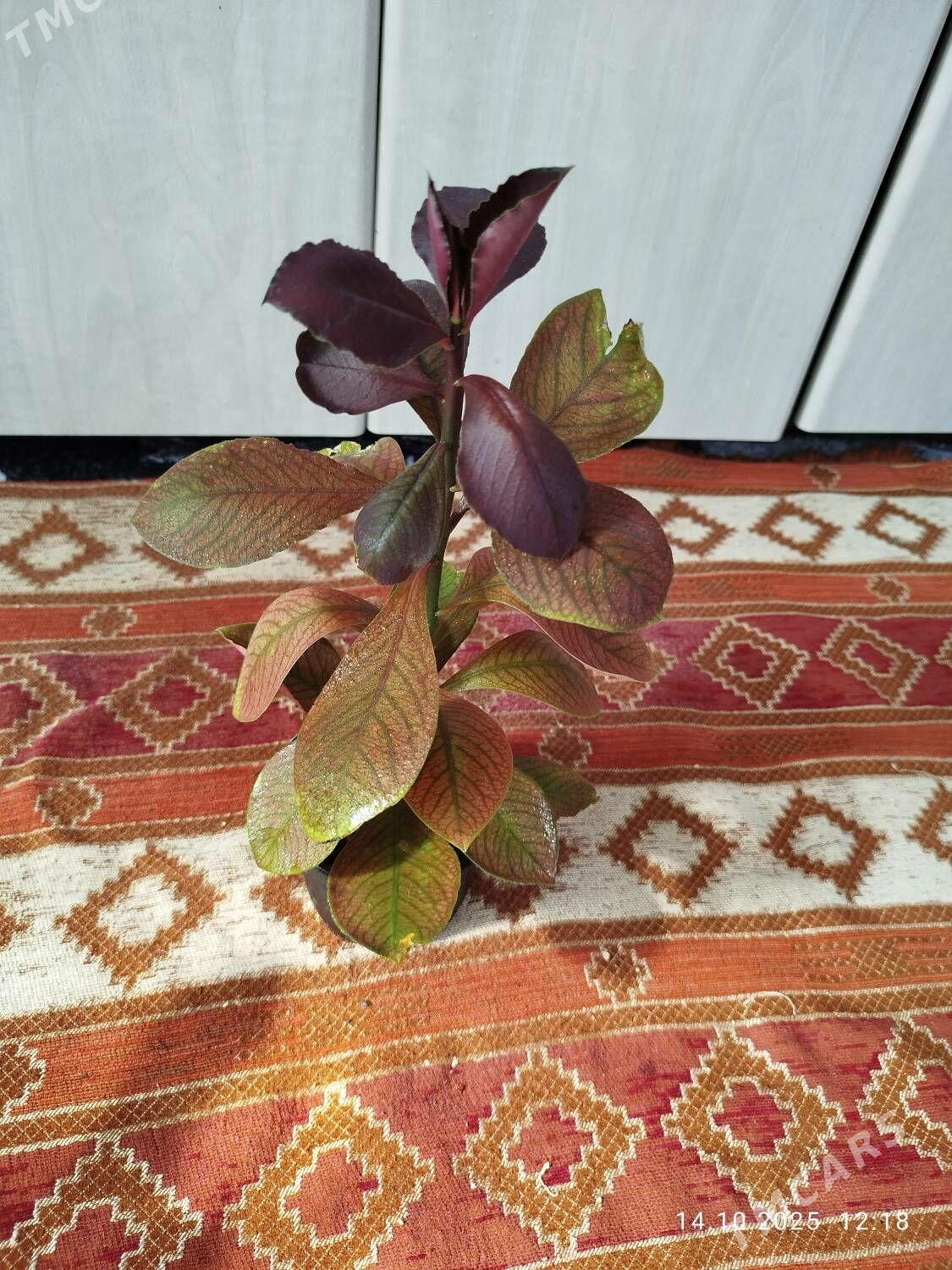 Гибискус - Ruhabat (90-njy razýezd) - img 6