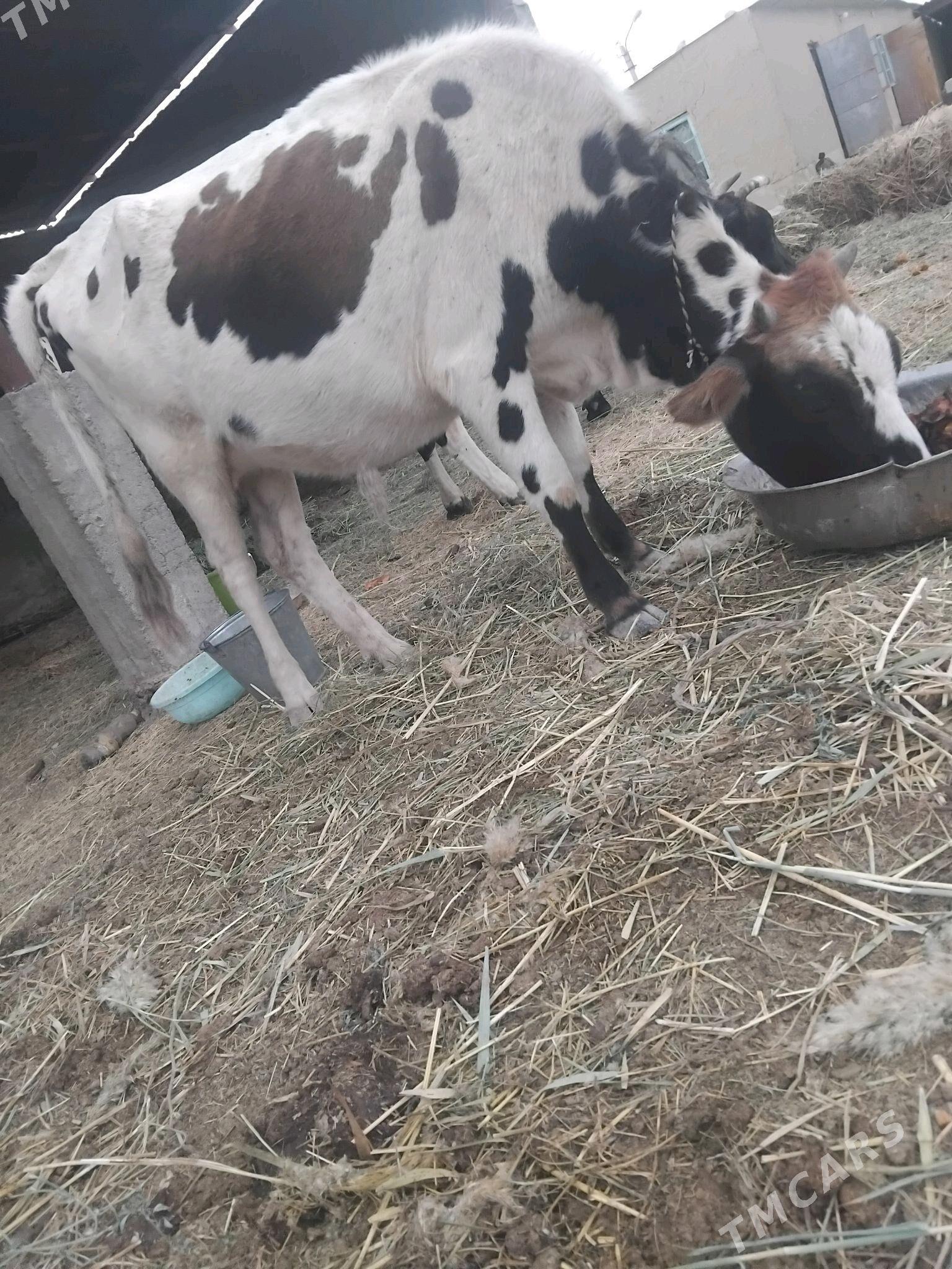 göleli sygyr - Бахарден - img 2