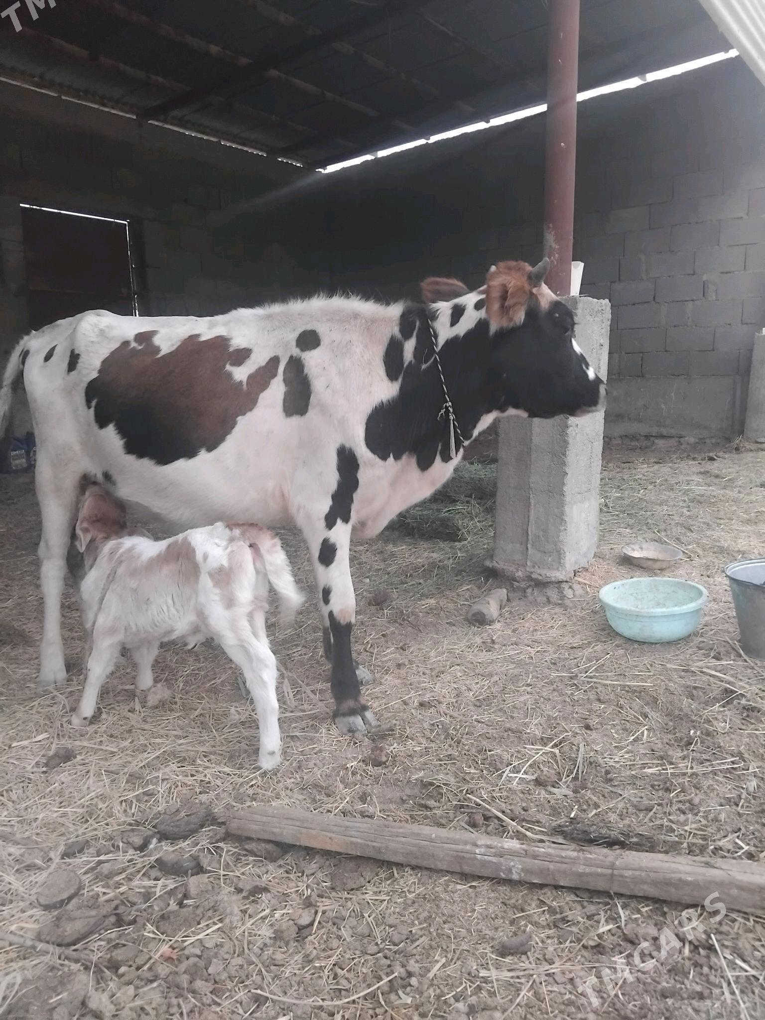 göleli sygyr - Бахарден - img 3