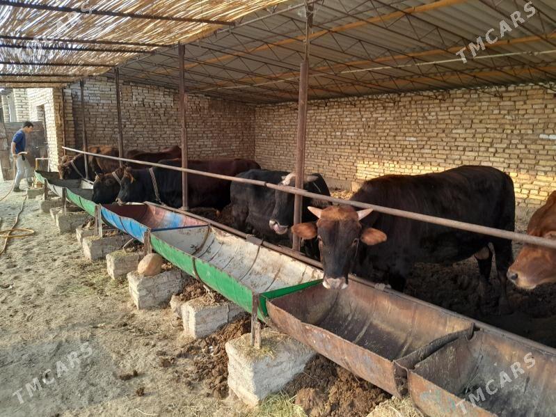 òkuz ba - Мургап - img 4