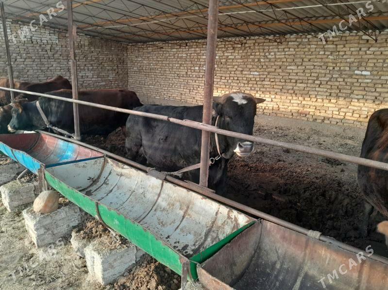 òkuz ba - Мургап - img 5