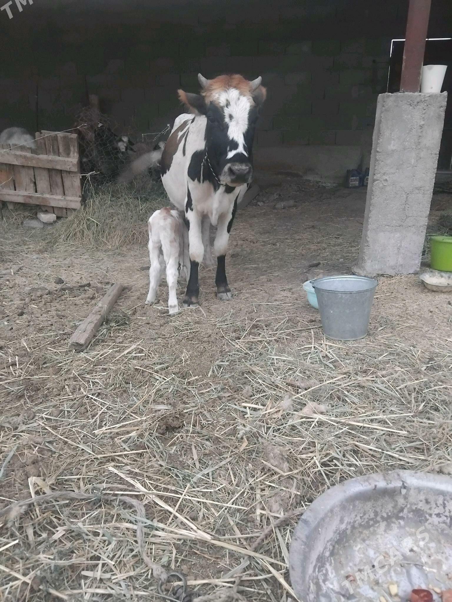 göleli sygyr - Бахарден - img 4