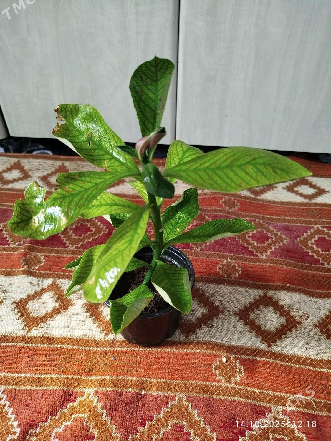 Гибискус - Ruhabat (90-njy razýezd) - img 7