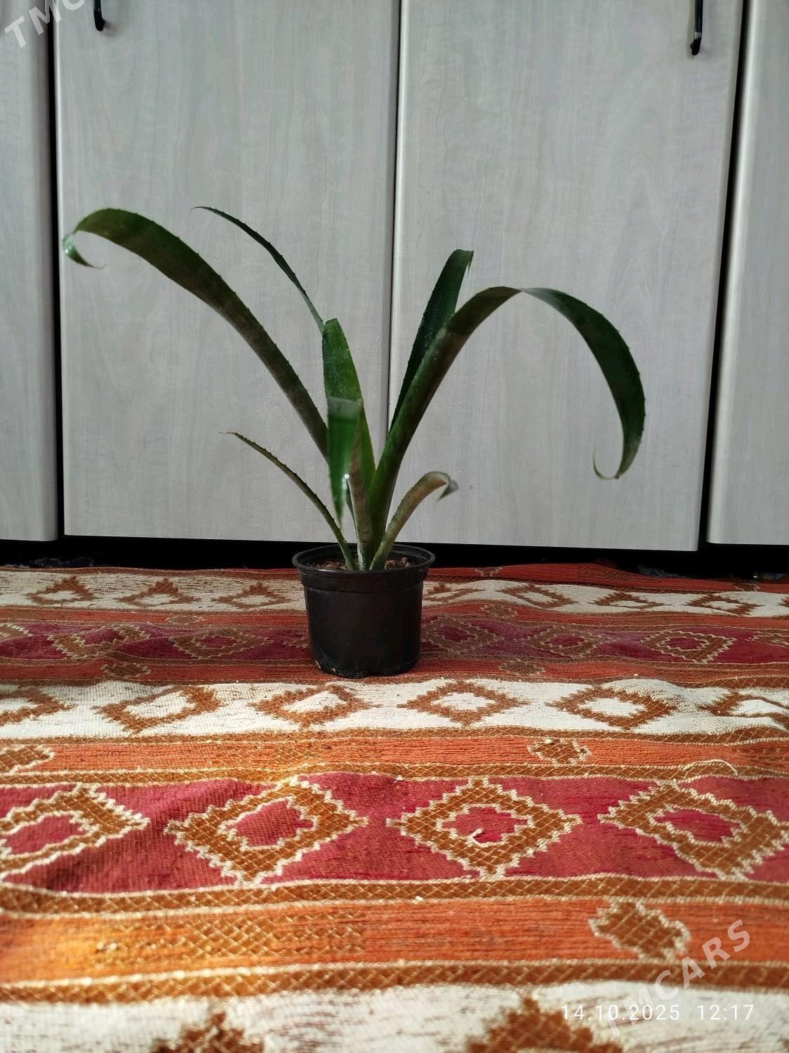 Гибискус - Ruhabat (90-njy razýezd) - img 8