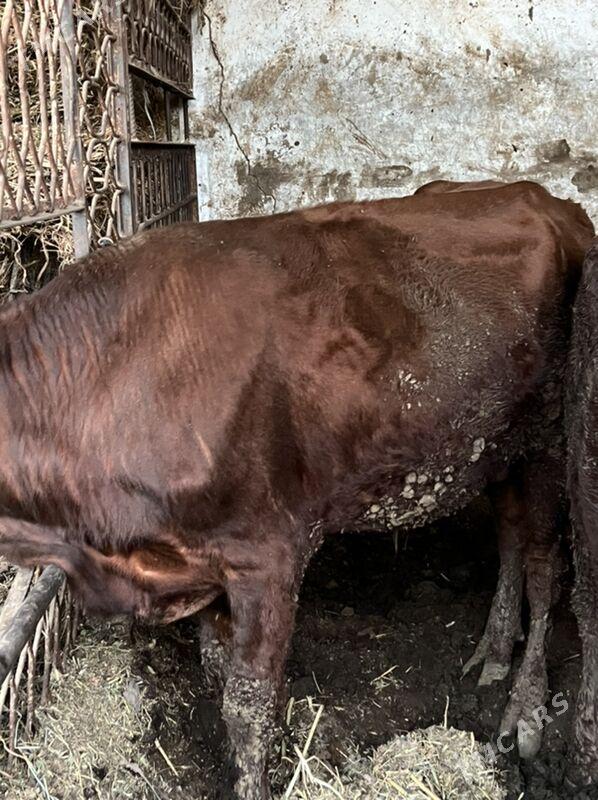 okuz - Кëши - img 2