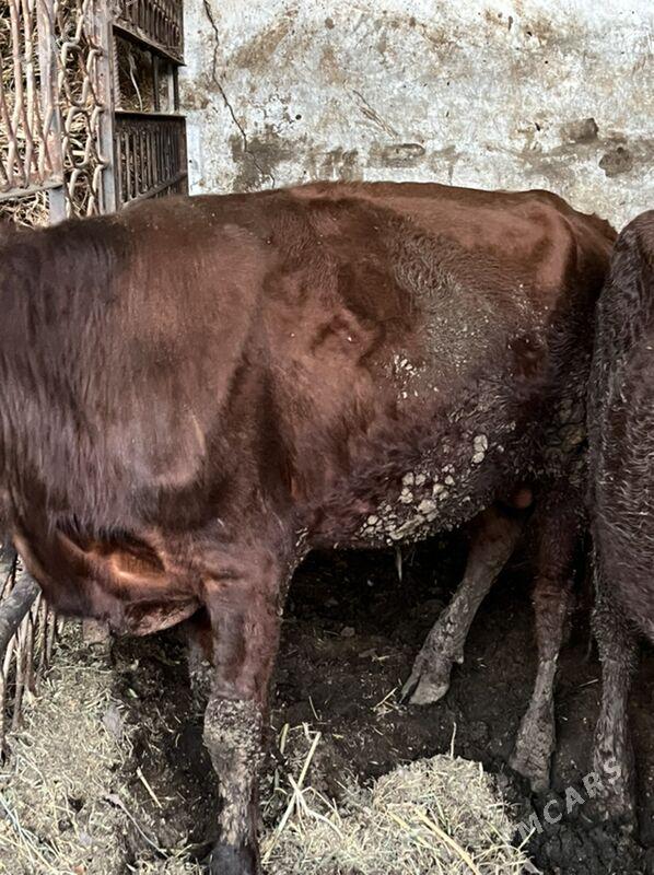 okuz - Кëши - img 3