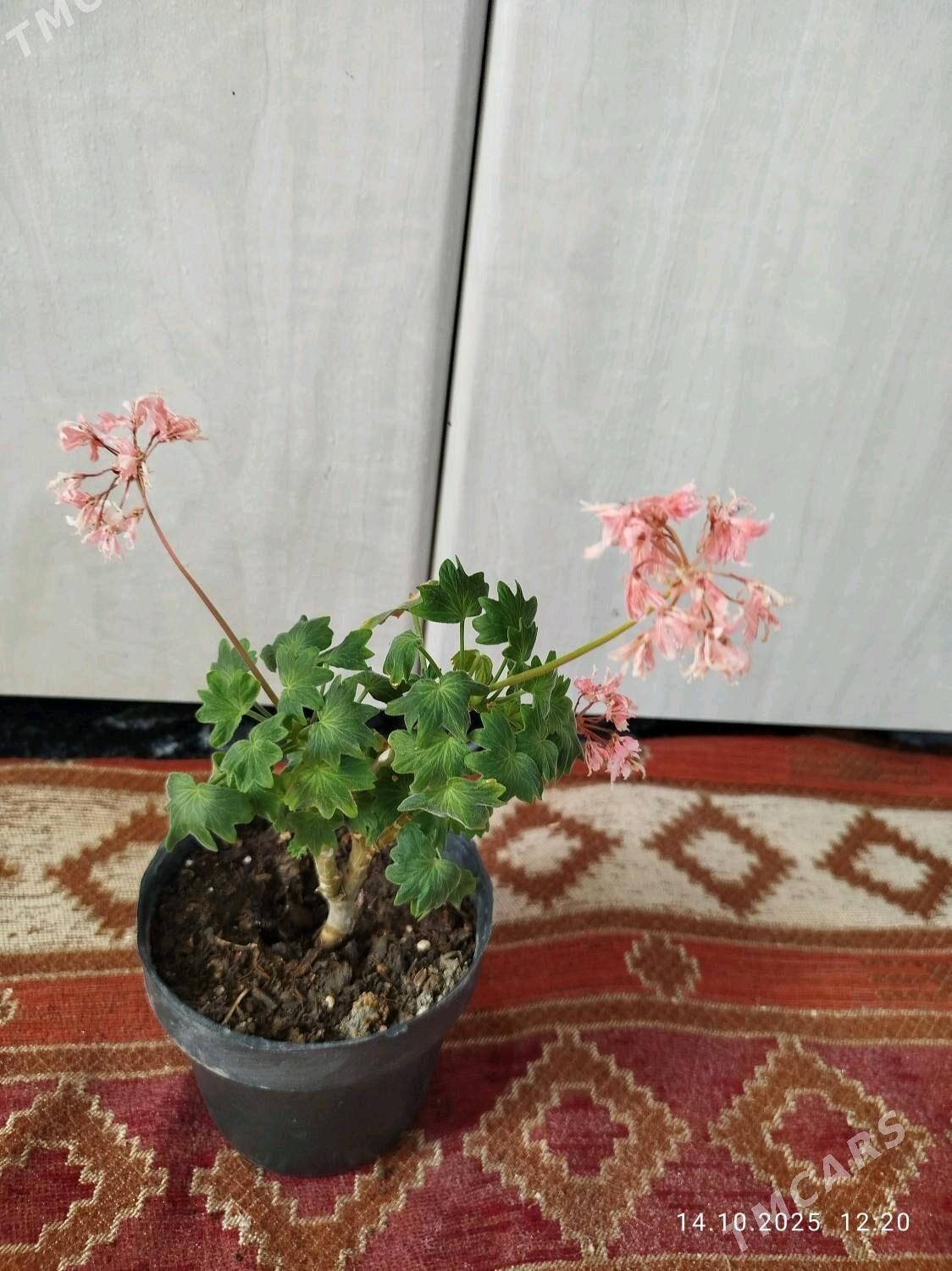 Гибискус - Ruhabat (90-njy razýezd) - img 9