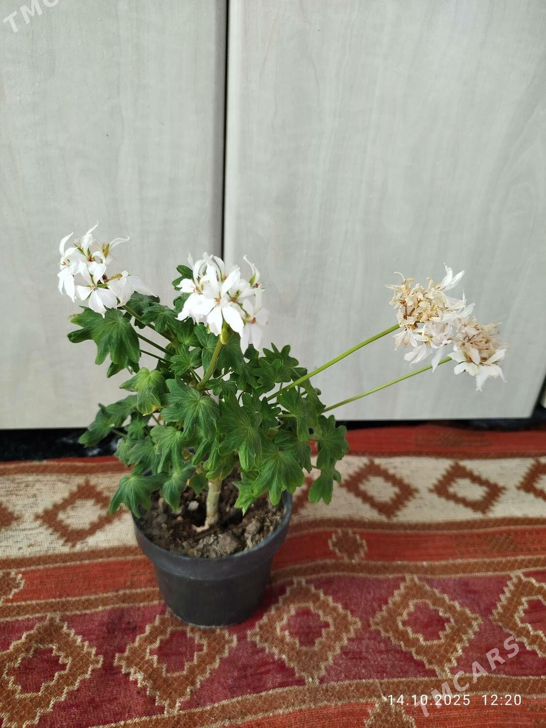 Гибискус - Ruhabat (90-njy razýezd) - img 10