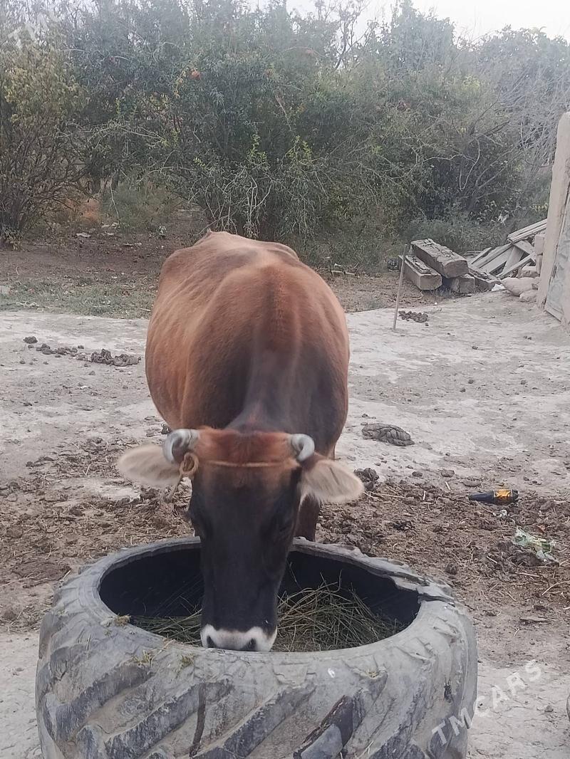 Mal sygyr - Bäherden - img 1