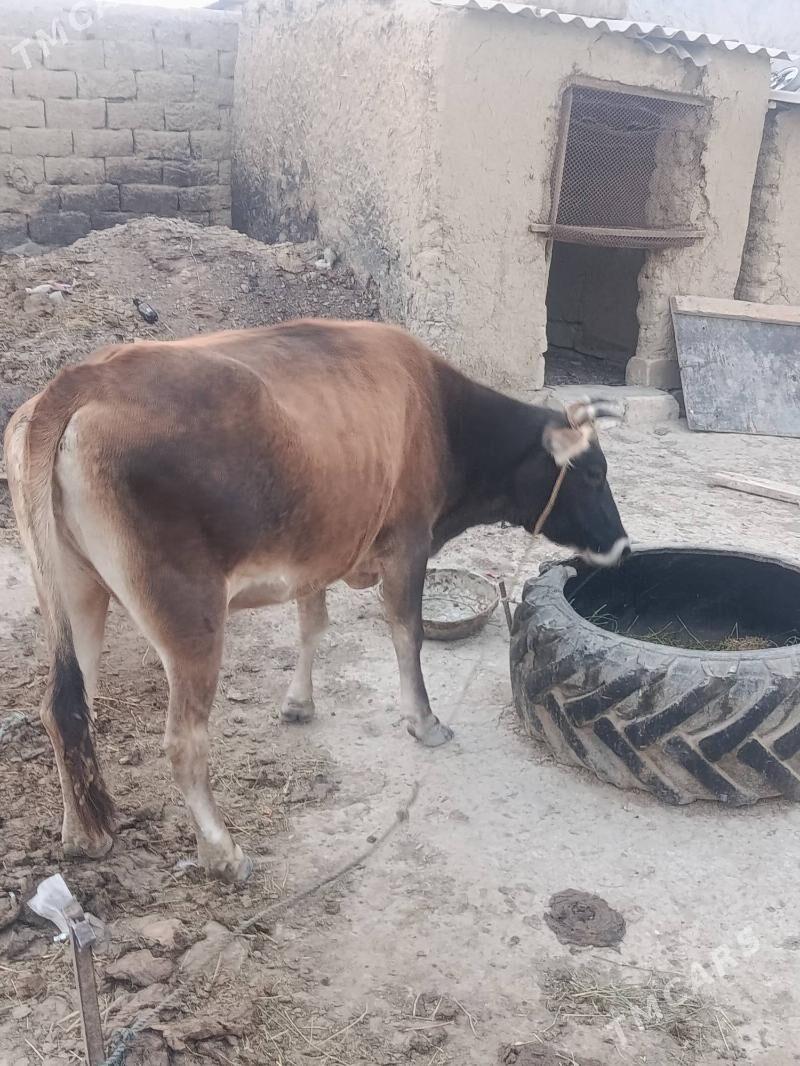 Mal sygyr - Bäherden - img 2