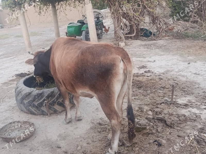 Mal sygyr - Bäherden - img 3