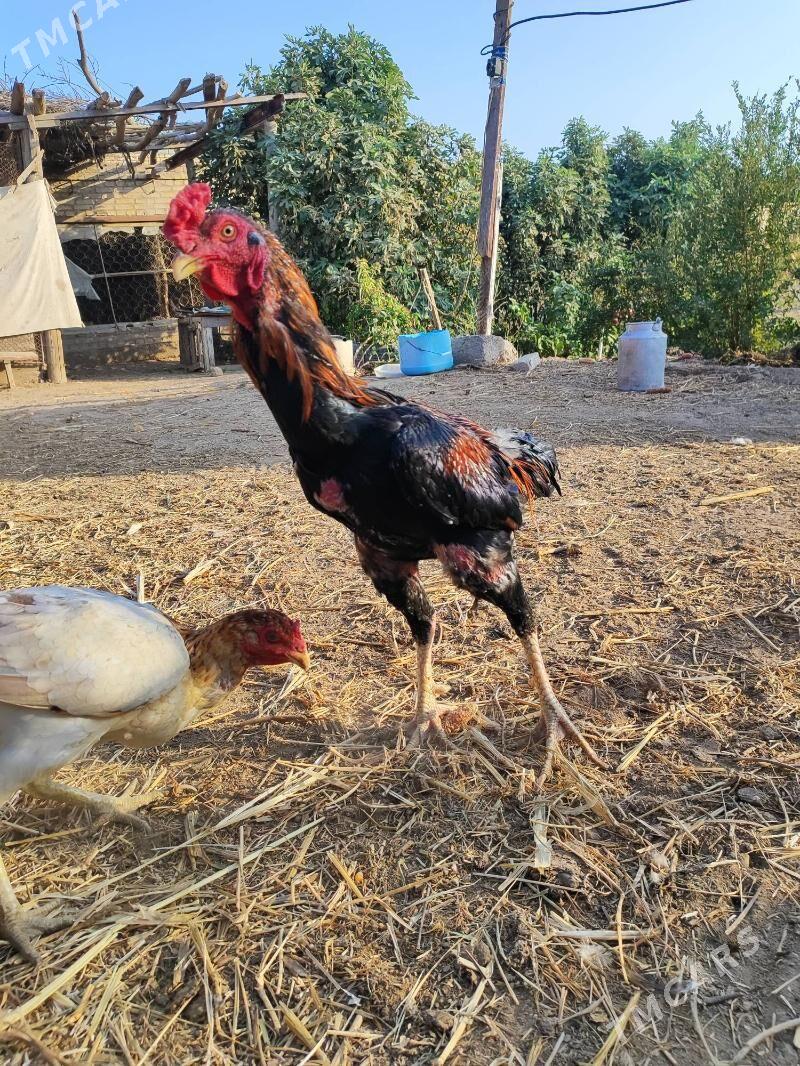 Хораз - Çärjew - img 2