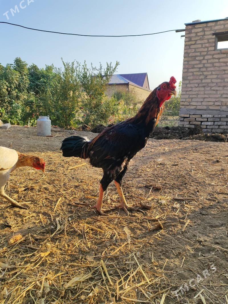 Хораз - Çärjew - img 7