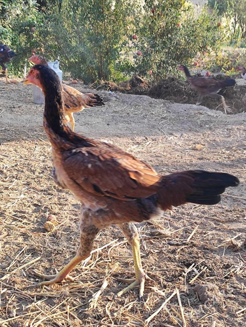 Хораз - Çärjew - img 10