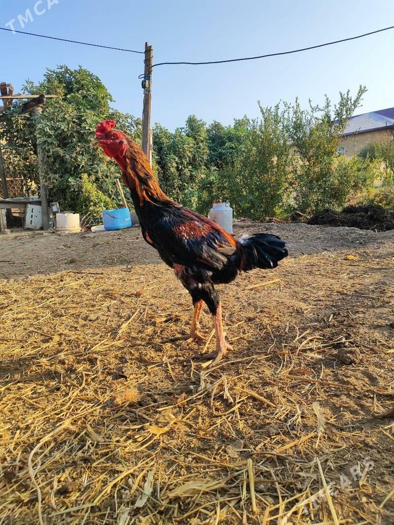 Хораз - Çärjew - img 1