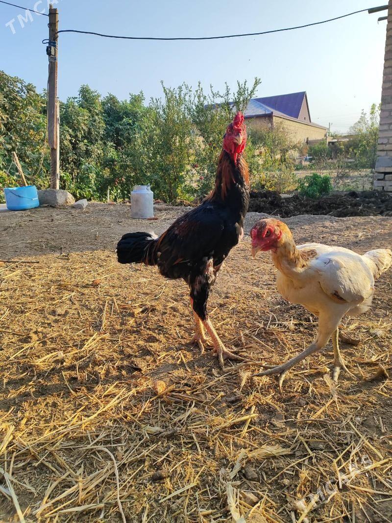 Хораз - Çärjew - img 8