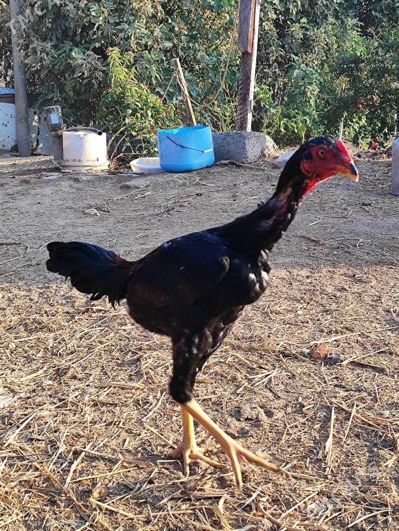 Хораз - Çärjew - img 9