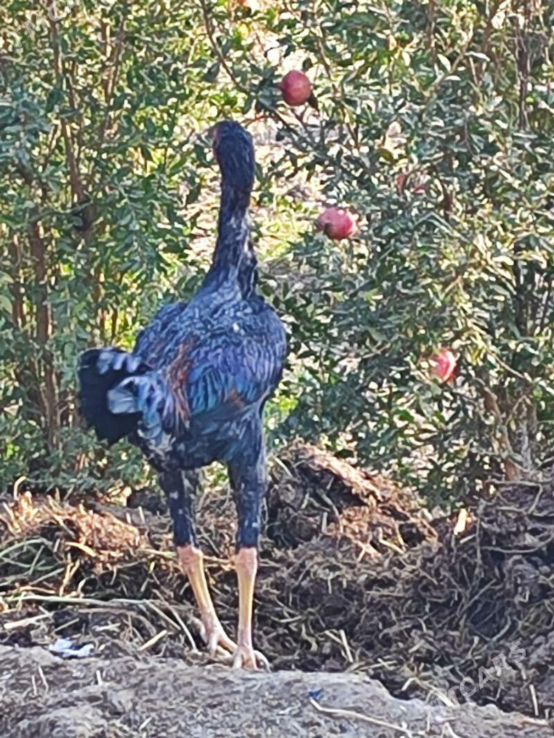 Хораз - Çärjew - img 4