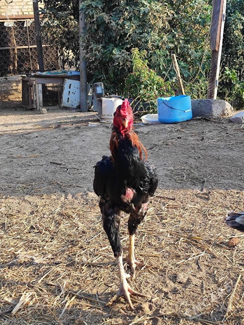 Хораз - Çärjew - img 5