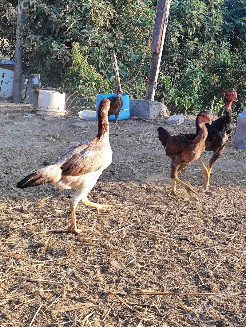 Хораз - Çärjew - img 3