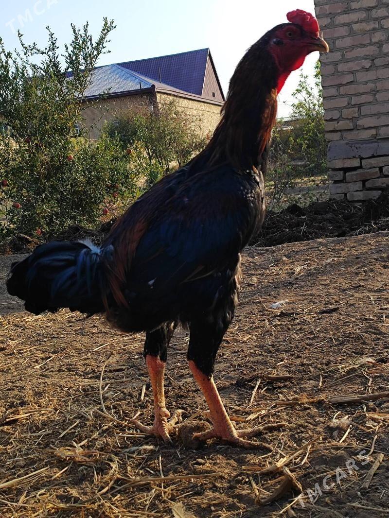 Хораз - Çärjew - img 6