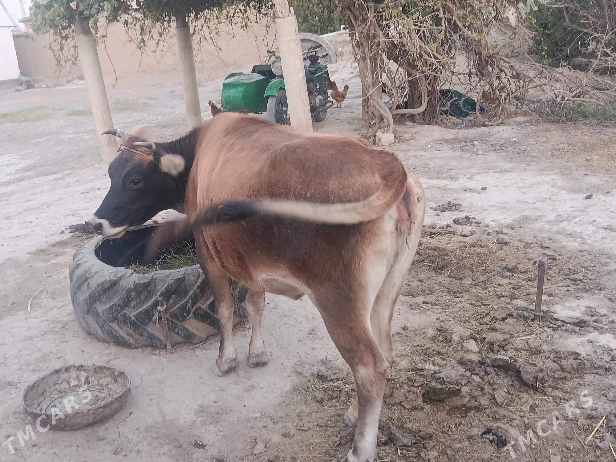 Mal sygyr - Bäherden - img 4