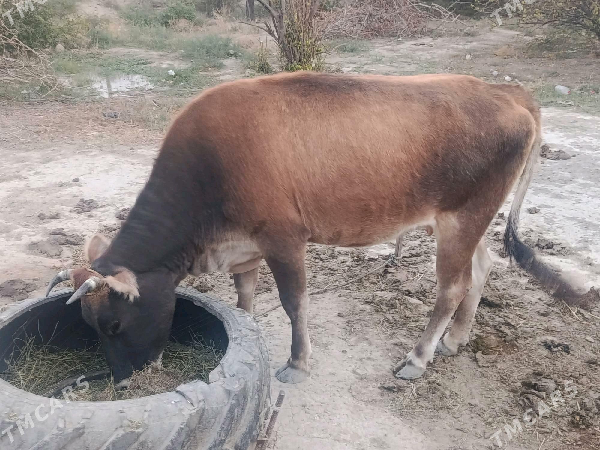 Mal sygyr - Bäherden - img 5