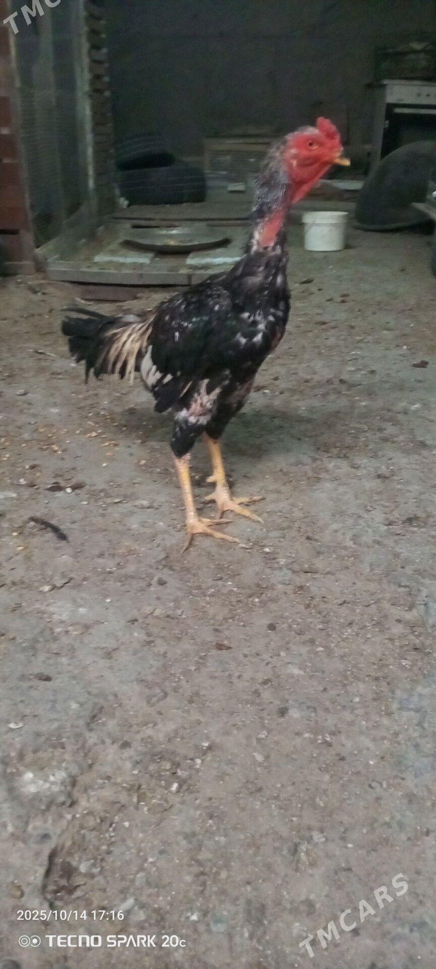 Taşkent - Ашхабад - img 2