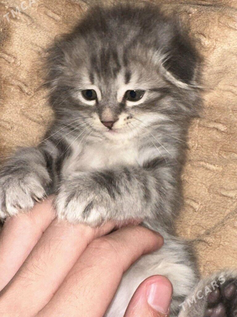 Виславуха - Büzmeýin GRES - img 1