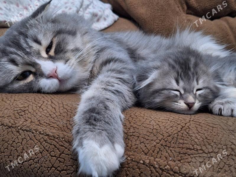 Виславуха - Büzmeýin GRES - img 3